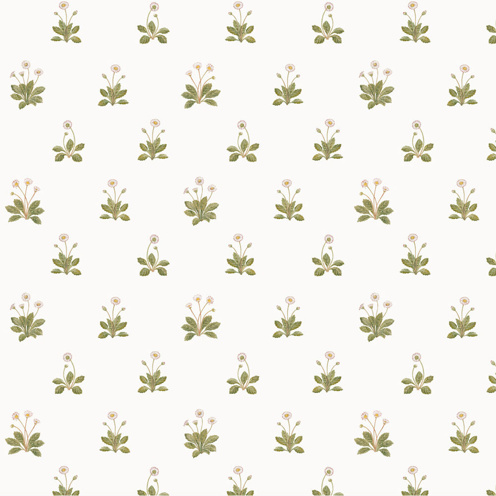 Daisy Wallpaper
